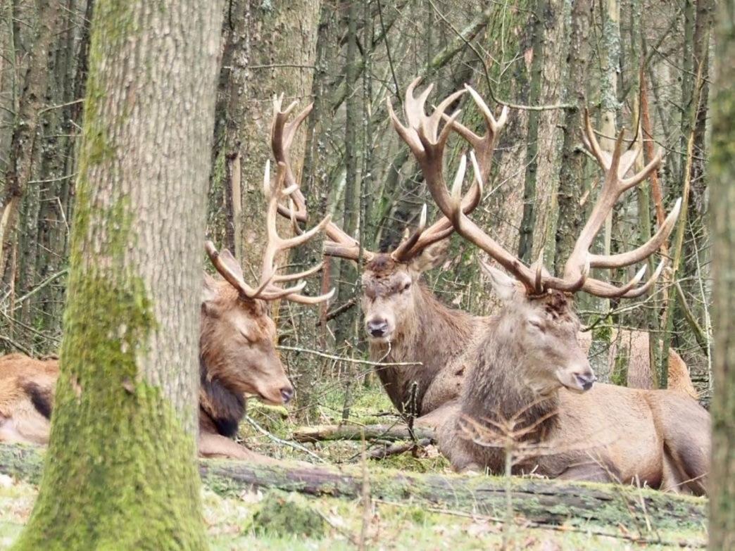 Royal Veluwe Villa Putten Dış mekan fotoğraf